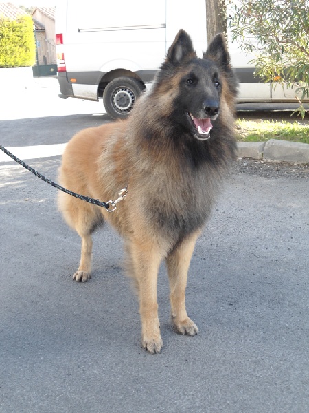 Garris des loups de la forêt sacrée