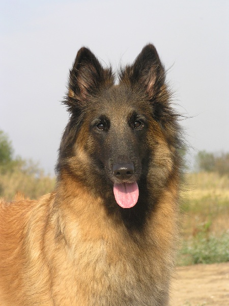 Tihuacan Tawny des loups de la forêt sacrée