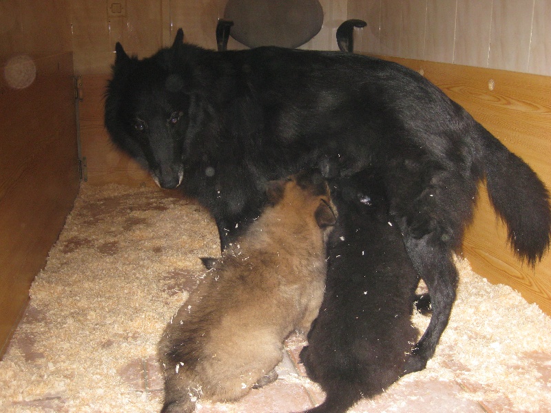 des loups de la forêt sacrée - Berger Belge - Portée née le 10/01/2009