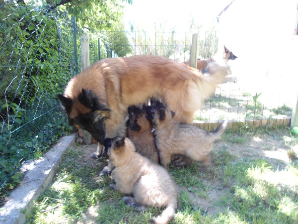 des loups de la forêt sacrée - Berger Belge - Portée née le 18/04/2013