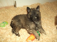 CHIOT cordon noir GAROU