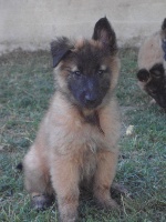 CHIOT femelle cordon MARRON  (IRIS)