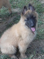 CHIOT femelle cordon ROUGE  (INDRA)