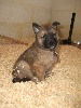 CHIOT cordon marron  GIBS