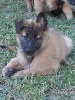 CHIOT femelle cordon MARRON  (IRIS)