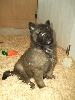 CHIOT cordon noir GAROU