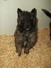 CHIOT cordon noir GAROU