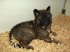 CHIOT cordon noir GAROU