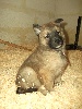 CHIOT cordon marron  GIBS