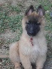 CHIOT femelle cordon ROUGE  (INDRA)