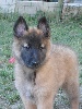 CHIOT femelle cordon MARRON  (IRIS)