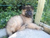 CHIOT femelle cordon NOIR (IRATY)