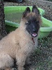 CHIOT femelle cordon ROUGE  (INDRA)