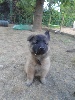 CHIOT femelle cordon MARRON