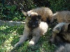 CHIOT femelle cordon NOIR (IRATY)