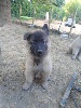 CHIOT femelle cordon MARRON